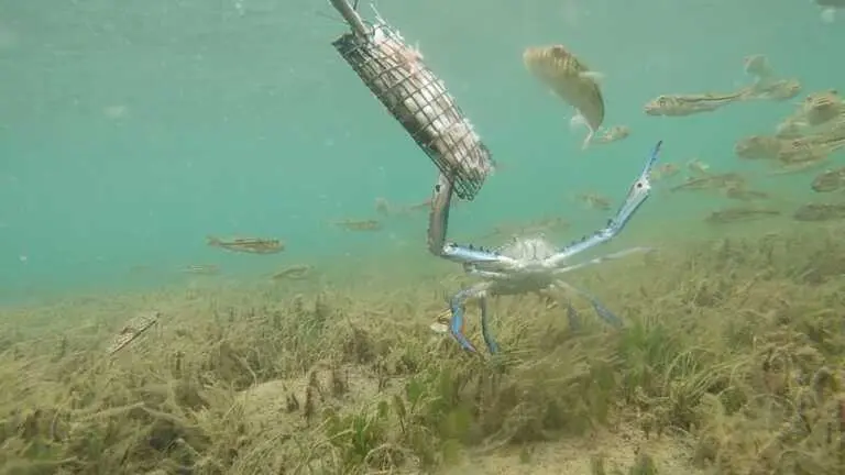 Crab underwater standing on some seagrass